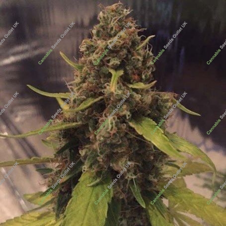 3D Regular Marijuana Strain by CBD Crew For Sale Online at Cannabis Seeds Outlet