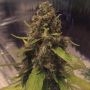 3D Regular Marijuana Strain by CBD Crew For Sale Online at Cannabis Seeds Outlet