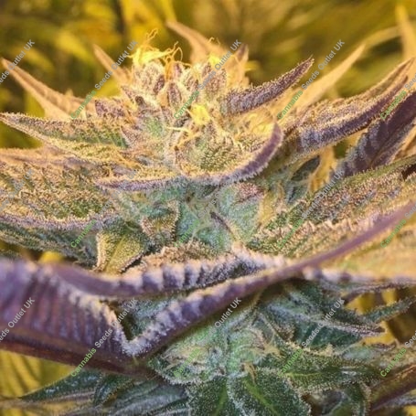 CBD Girl Scout Cookies Feminized Marijuana Strain by CBD Crew For Sale Online at Cannabis Seeds Outlet
