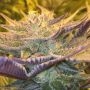 CBD Girl Scout Cookies Feminized Marijuana Strain by CBD Crew For Sale Online at Cannabis Seeds Outlet