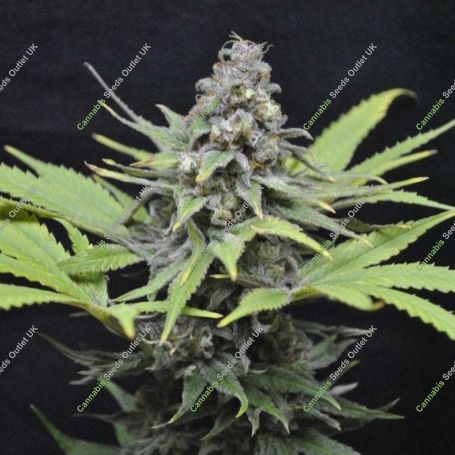 Critical Mass Feminized Marijuana Strain by CBD Crew For Sale Online at Cannabis Seeds Outlet