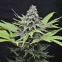 Critical Mass Feminized Marijuana Strain by CBD Crew For Sale Online at Cannabis Seeds Outlet