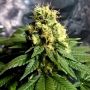Divine Reg CBD Crew Cannabis Weed Seeds