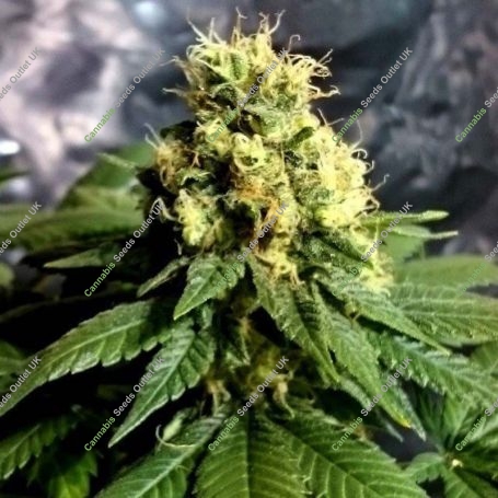 Divine Regular Marijuana Strain by CBD Crew For Sale Online at Cannabis Seeds Outlet