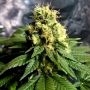 Divine Regular Marijuana Strain by CBD Crew For Sale Online at Cannabis Seeds Outlet