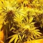 Indica Mix Feminized Marijuana Strain by CBD Crew For Sale Online at Cannabis Seeds Outlet