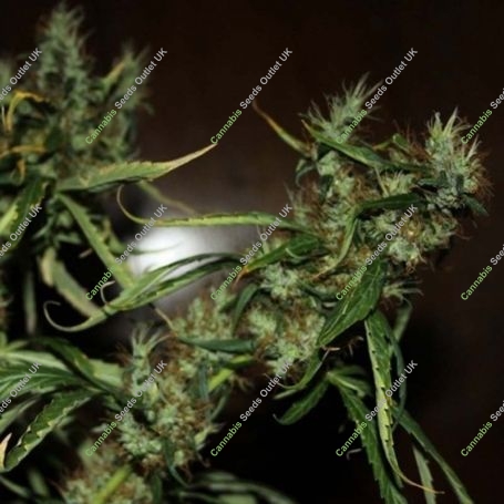 Mango Haze Feminized Marijuana Strain by CBD Crew For Sale Online at Cannabis Seeds Outlet