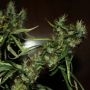 Mango Haze Feminized Marijuana Strain by CBD Crew For Sale Online at Cannabis Seeds Outlet