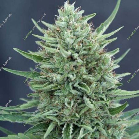 Med Gom Auto 1.0 Feminized Marijuana Strain by CBD Crew For Sale Online at Cannabis Seeds Outlet