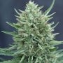 Med Gom Auto 1.0 Feminized Marijuana Strain by CBD Crew For Sale Online at Cannabis Seeds Outlet