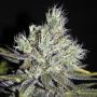 Medi Haze Female CBD Crew Cannabis Seeds