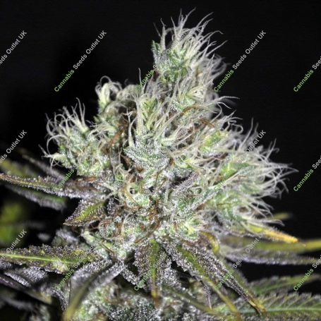 Medi Haze Feminized Marijuana Strain by CBD Crew For Sale Online at Cannabis Seeds Outlet