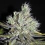 Medi Haze Feminized Marijuana Strain by CBD Crew For Sale Online at Cannabis Seeds Outlet