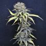Nordle Female CBD Crew Cannabis Weed Seeds