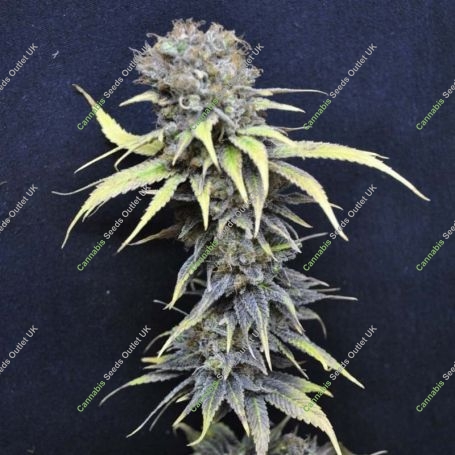 Nordle Feminized Marijuana Strain by CBD Crew For Sale Online at Cannabis Seeds Outlet