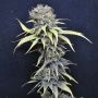 Nordle Feminized Marijuana Strain by CBD Crew For Sale Online at Cannabis Seeds Outlet