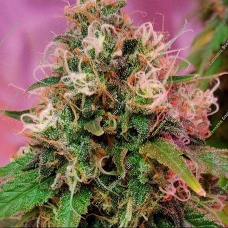 OG Kush Feminized Marijuana Strain by CBD Crew For Sale Online at Cannabis Seeds Outlet