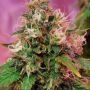 OG Kush Feminized Marijuana Strain by CBD Crew For Sale Online at Cannabis Seeds Outlet