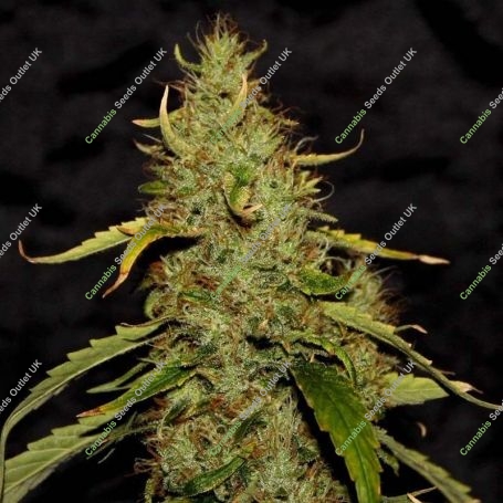 PH Regular Marijuana Strain by CBD Crew For Sale Online at Cannabis Seeds Outlet