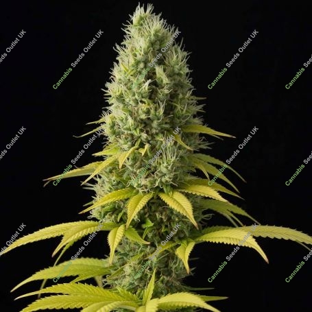 Shark Shock Feminized Marijuana Strain by CBD Crew For Sale Online at Cannabis Seeds Outlet