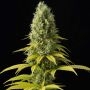 Shark Shock Feminized Marijuana Strain by CBD Crew For Sale Online at Cannabis Seeds Outlet