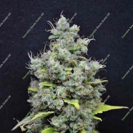 Skunk Haze Feminized Marijuana Strain by CBD Crew For Sale Online at Cannabis Seeds Outlet