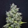 Skunk Haze Feminized Marijuana Strain by CBD Crew For Sale Online at Cannabis Seeds Outlet