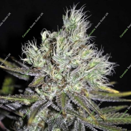 Sweet and Sour Widow Regular Marijuana Strain by CBD Crew For Sale Online at Cannabis Seeds Outlet