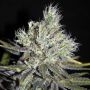 Sweet and Sour Widow Regular Marijuana Strain by CBD Crew For Sale Online at Cannabis Seeds Outlet