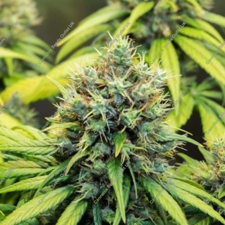 Therapy Feminized Marijuana Strain by CBD Crew For Sale Online at Cannabis Seeds Outlet