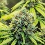 Therapy Feminized Marijuana Strain by CBD Crew For Sale Online at Cannabis Seeds Outlet
