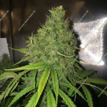 Yummy Feminized Marijuana Strain by CBD Crew For Sale Online at Cannabis Seeds Outlet