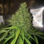 Yummy Feminized Marijuana Strain by CBD Crew For Sale Online at Cannabis Seeds Outlet