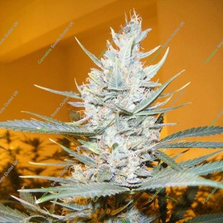 Amphetamine Auto Feminized Marijuana Strain by Cream of the Crop For Sale Online at Cannabis Seeds Outlet