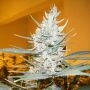 Amphetamine Auto Feminized Marijuana Strain by Cream of the Crop For Sale Online at Cannabis Seeds Outlet