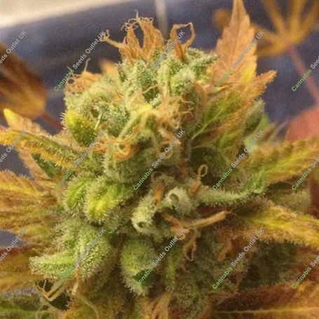 Black Gold Auto Feminized Marijuana Strain by Cream of the Crop For Sale Online at Cannabis Seeds Outlet