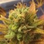 Black Gold Auto Feminized Marijuana Strain by Cream of the Crop For Sale Online at Cannabis Seeds Outlet