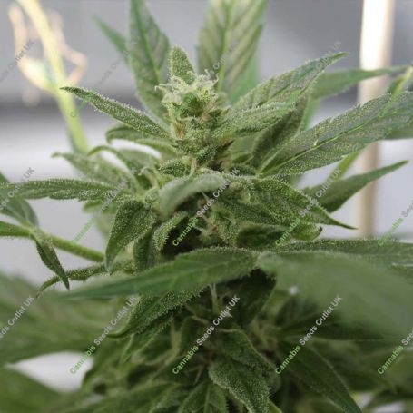 Bluetooth Auto Feminized by Cream of the Crop THC Content Potency Strength CBD Height Yield Flowering Time Indica Sativa Genetic