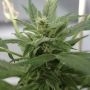 Bluetooth Auto Feminized by Cream of the Crop THC Content Potency Strength CBD Height Yield Flowering Time Indica Sativa Genetic