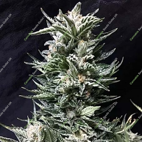 Bruce the Russian Feminized Marijuana Strain by Cream of the Crop For Sale Online at Cannabis Seeds Outlet