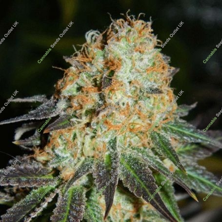 Cash Crop Auto Feminized Marijuana Strain by Cream of the Crop For Sale Online at Cannabis Seeds Outlet