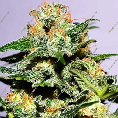 Cash Crop XL Auto Feminized Marijuana Strain by Cream of the Crop For Sale Online at Cannabis Seeds Outlet