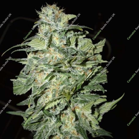 Crop Circle Auto Feminized Marijuana Strain by Cream of the Crop For Sale Online at Cannabis Seeds Outlet