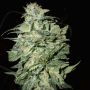 Crop Circle Auto Feminized Marijuana Strain by Cream of the Crop For Sale Online at Cannabis Seeds Outlet