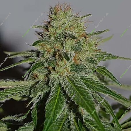 Crop Doctor CBD Feminized Marijuana Strain by Cream of the Crop For Sale Online at Cannabis Seeds Outlet