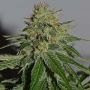 Crop Doctor CBD Feminized Marijuana Strain by Cream of the Crop For Sale Online at Cannabis Seeds Outlet