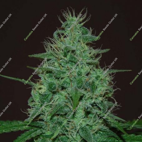 Cropical Fruit Auto Feminized Marijuana Strain by Cream of the Crop For Sale Online at Cannabis Seeds Outlet