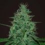 Cropical Fruit Auto Feminized Marijuana Strain by Cream of the Crop For Sale Online at Cannabis Seeds Outlet