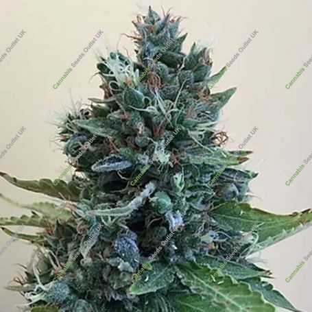 Cropolope Feminized Marijuana Strain by Cream of the Crop For Sale Online at Cannabis Seeds Outlet