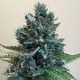 Cropolope Feminized Marijuana Strain by Cream of the Crop For Sale Online at Cannabis Seeds Outlet